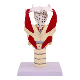 2倍放大咽喉模型喉解剖标本喉部血管甲状腺喉结喉头喉咙 教学仿真