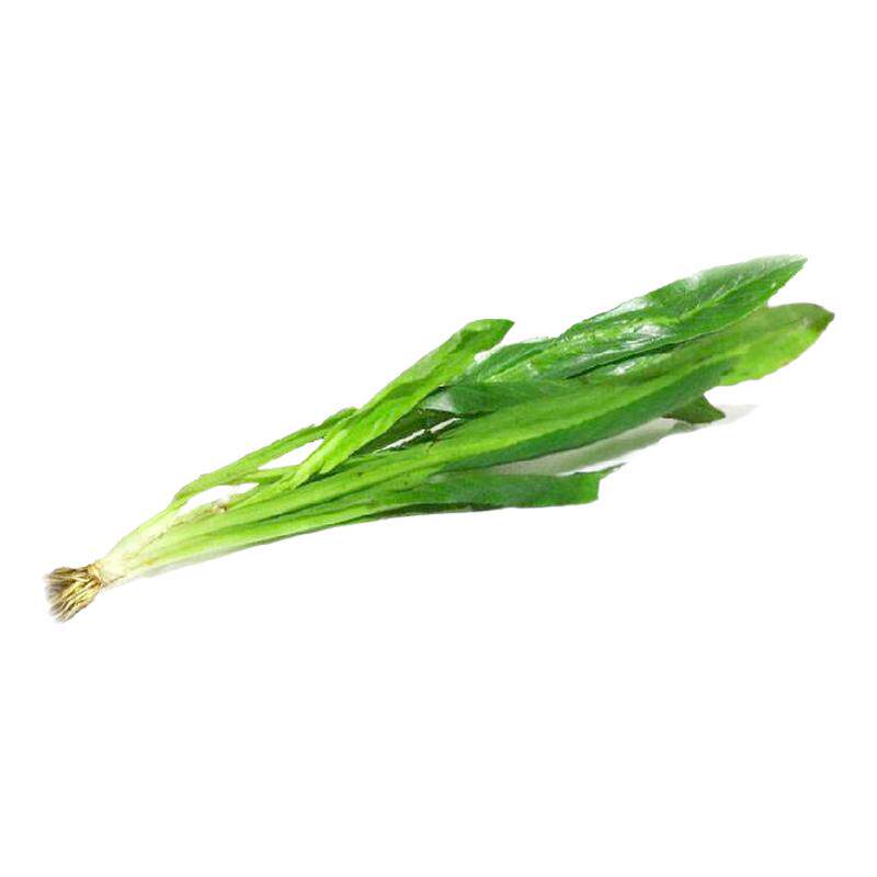 泰国香菜沁蕊刺芹芫荽