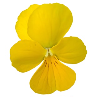 三色堇花种子家庭园艺花种子四季易种花卉盆栽植物种籽子野花组合