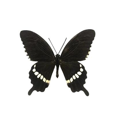 标本手工DIY玉带凤蝶真蝴蝶原蝶