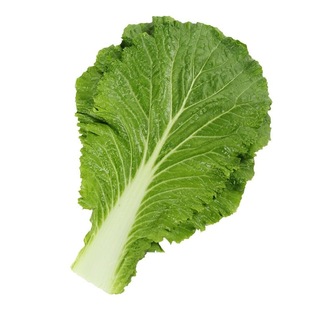 东北饭包白菜叶打饭包深圳现货特产新鲜大白菜叶饭包菜叶500克