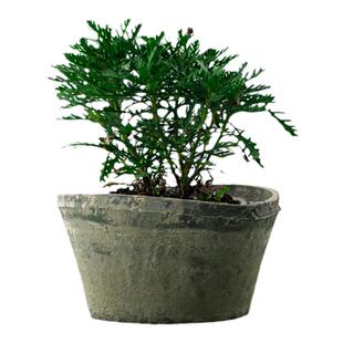 扁盆粗陶红小黑花盆兰花植物大盆景陶盆阳台庭院个性月季控根盆具