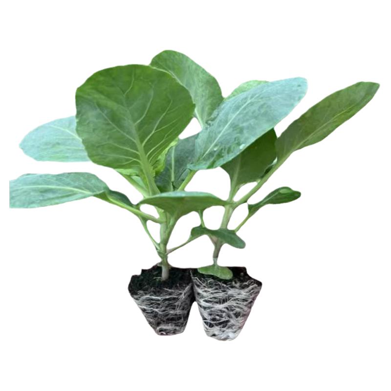 绿甘蓝苗松花菜苗西兰花苗芹菜苗