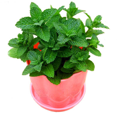 种子荆芥芳疗舒缓阳台花园宠物