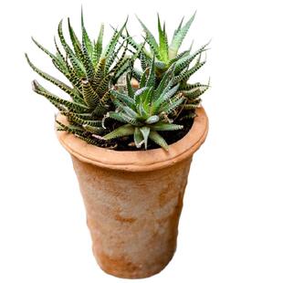 红陶花盆多肉透气土陶泥瓦盆做旧经典田园复古粗陶阳台陶瓷小花盆