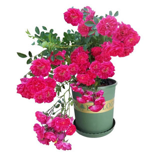 少刺版本十姐妹重瓣蔷薇花苗阳台庭院浓香集群开花卉植物簇花多头
