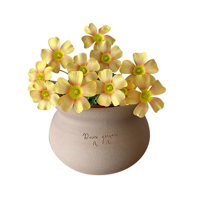 花彩酢浆草种球阳台易爆花小球根