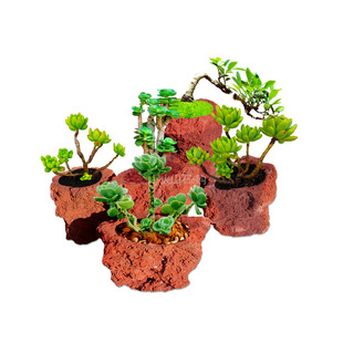 火山石花盆多肉兰花绿植菖蒲简约天然异形盆栽吸水红色岩石头透气