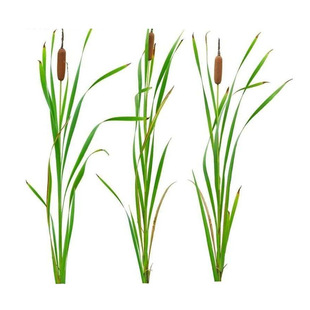 香蒲苗水烛蒲草菖蒲蒲黄香蒲棒池塘湿地公园绿化造景水生挺水植物