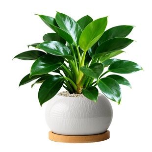 金钻盆栽绿公主大叶绿植绿萝植物八方来财室内桌面四季除醛好养活