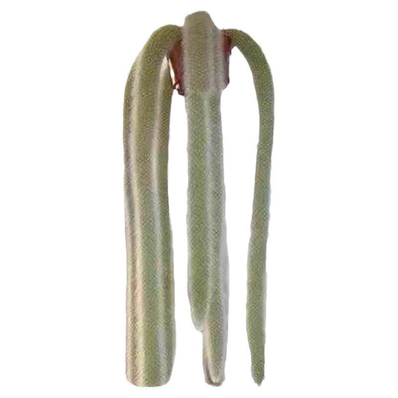 九尾狐多肉植物开花仙人掌猴尾柱