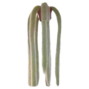 九尾狐猴尾柱稀有多肉植物垂吊开花仙人掌科进口耐旱花卉绿植盆栽