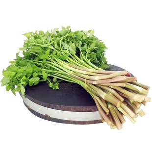 现摘新鲜水芹菜3斤野生现采摘现发野菜绿色时令野生蔬菜野芹菜