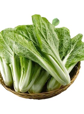 菜籽种大全蔬菜种孑四季播种萝卜香菜籽种生菜葱蒜辣椒大白菜种子