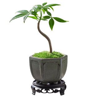 跳舞发财树盆栽室内植物单杆奇趣小盆景办公室桌面摆件好养治愈系