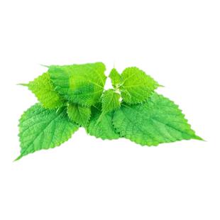 福建草药新鲜白麻叶现摘苎麻叶天然白苎麻枝叶野麻根青麻白背叶