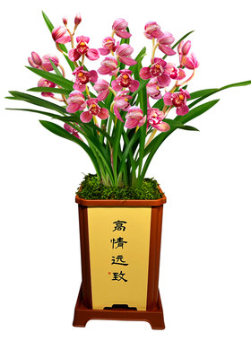 冠月红夏带花出售红色荷瓣花浓香
