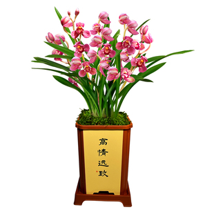 兰花苗盆栽四季兰冠月红新手好养夏带花苞出售荷瓣浓香花卉绿植