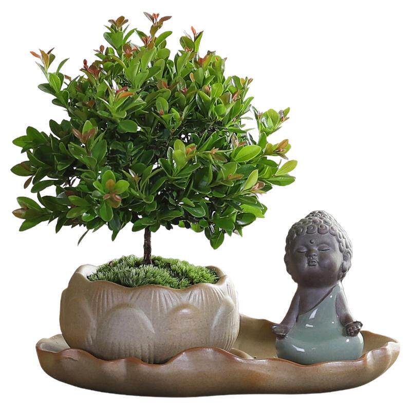 小叶赤楠盆栽中式禅意植物文竹客厅室内桌面好养绿植四季常青花卉