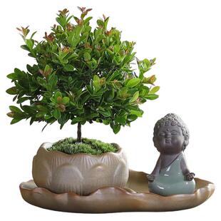 小叶赤楠盆栽中式禅意植物文竹客厅室内桌面好养绿植四季常青花卉