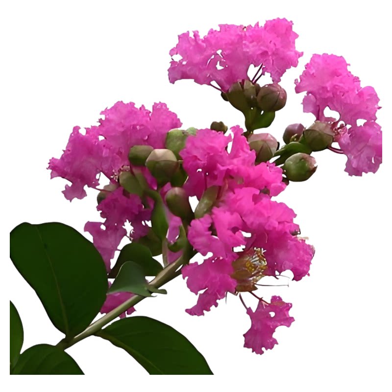 紫薇花树苗盆景花苗天鹅绒红火箭