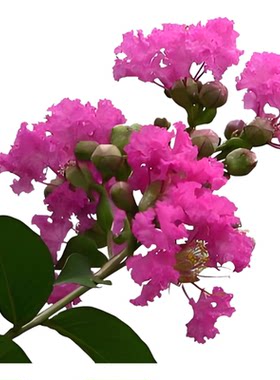 紫薇花树苗盆景花苗天鹅绒红火箭日本宫粉黑钻贵妃姬紫薇盆栽花苗