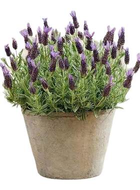 【包发芽到爆花】5A特级薰衣草