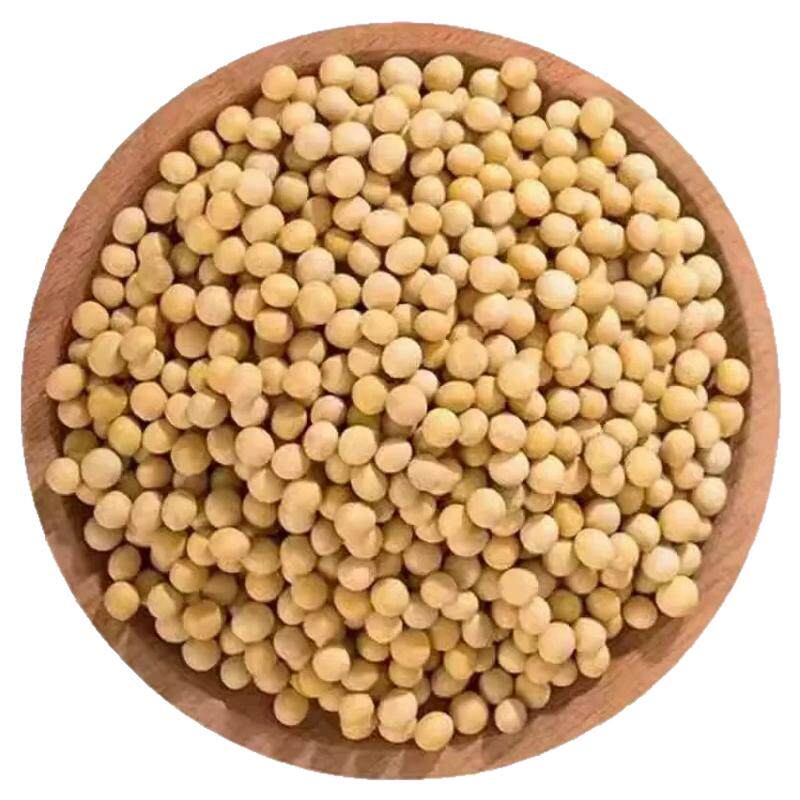 非转基因新货黄豆豆浆发芽煲汤