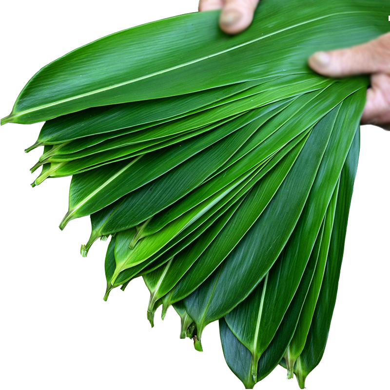 新鲜粽子叶包粽子专用