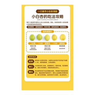 新疆轮台阳霞小白杏当季新鲜水果现摘现发顺丰空运甜杏子整箱包邮