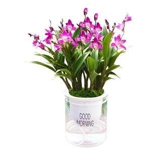 刘阁兰花苗 七彩石斛兰 有带花苞泼墨香水石斛室内外花卉绿植盆栽