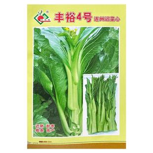 丰裕4号连州迟菜心种子迟熟广东菜心种籽多芽甜脆白菜苔蔬菜种孑
