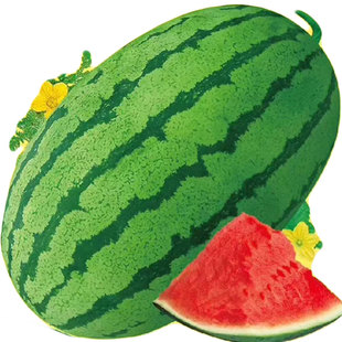 特大巨型超甜懒汉西瓜种子抗重茬8424正宗宁夏中卫硒砂石头瓜种籽