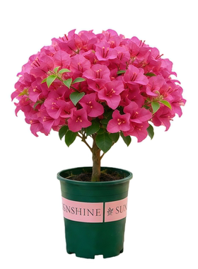 重瓣玫红三角梅带花苞盆栽植物苗