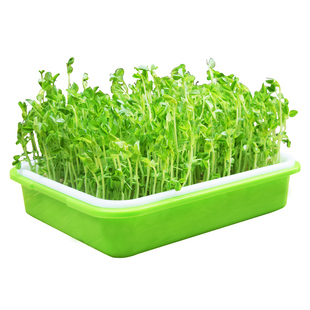 豌豆种子大全水培豌豆尖种专吃豌豆苗芽苗菜籽种无土栽培蔬菜种孑