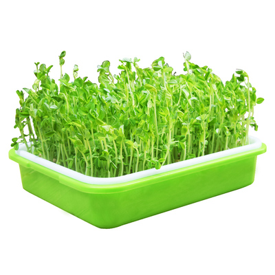 豌豆种子大全水培豌豆尖种专吃豌豆苗芽苗菜籽种无土栽培蔬菜种孑