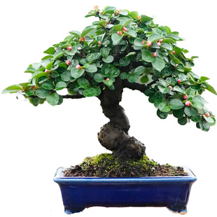 白花荀子苏梨木白紫檀荀子老桩造型盆景矮霸庭院阳台茶室绿植盆栽