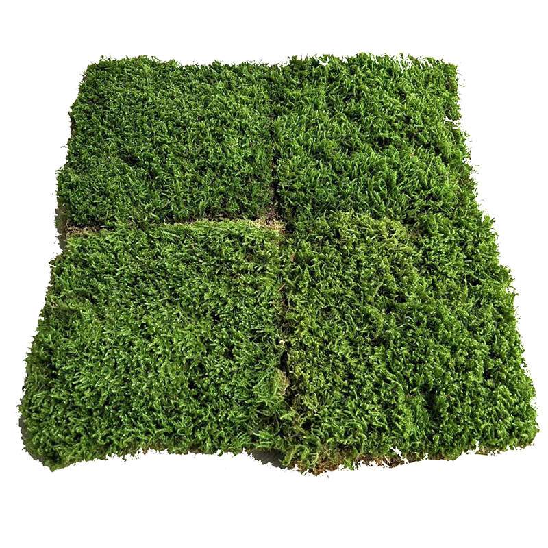 鲜活苔藓日式庭院枯山水园林微景观大灰藓植物墙盆栽绿植铺面青苔