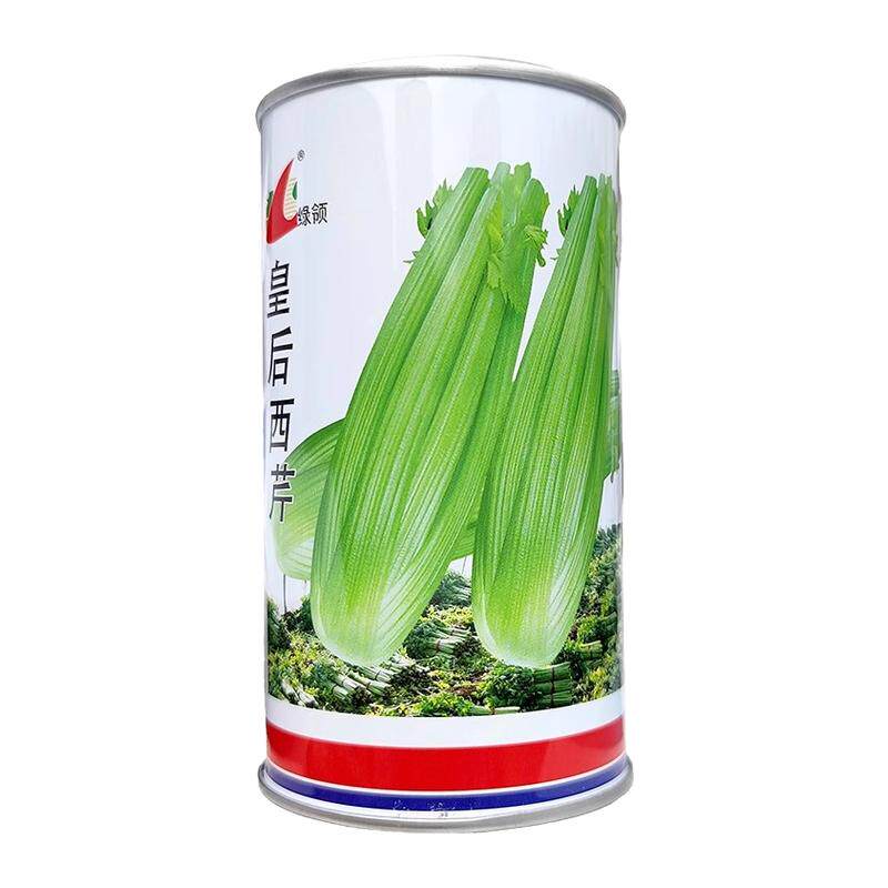 绿领皇后西芹种子早熟文图拉蔬菜