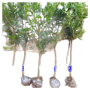 石榴树树苗特大果石榴树苗盆栽南方北方种植突尼斯软籽庭院果树