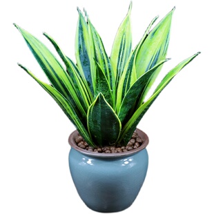 黄金兰虎皮兰盆栽办公室内外好养植物客厅防辐射净化空气桌面绿植