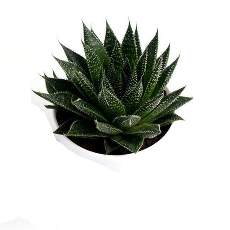 波露多肉植物雪花芦荟室内办公室电脑桌面防辐射绿植盆栽降价包邮