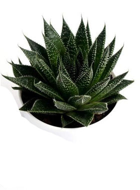 波露室内多肉植物波露多肉植物