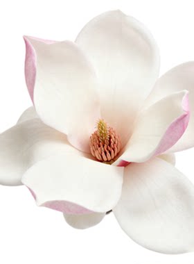玉兰花辛夷花树苗中药材庭院盆栽