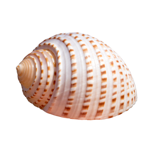 桶鹑螺天然海螺花点琴螺卷贝鱼繁殖壳多肉花盆鱼缸水族箱造景装饰