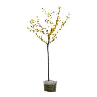 腊梅花树苗庭院地栽耐寒冬季开花卉植物阳台浓香原生高杆素心腊梅