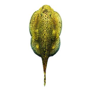 原生鱼冷水清道夫贵州爬岩鳅除藻清理鱼缸残渣除绿藻清洁鱼琵琶鱼