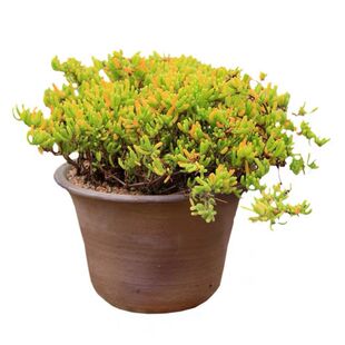 枝干番杏 多肉植物群生多头垂吊开花肉肉绿植盆栽花卉晶莹剔透