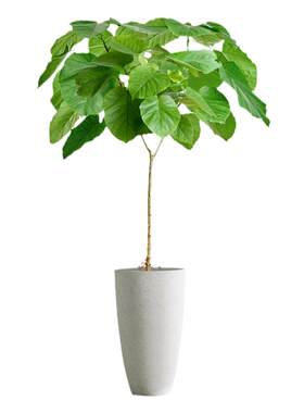 爱心叶榕大型绿植盆栽客厅