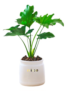 娇娇绿植盆净化空气田园室内客厅